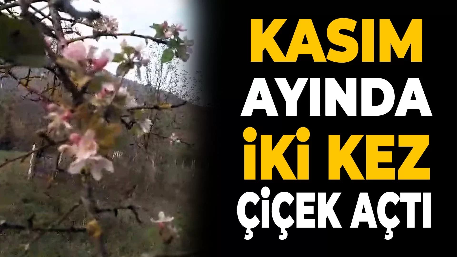 Karabük'te Elma Ağacı Kasım Ayında İkinci Kez Çiçek Açtı