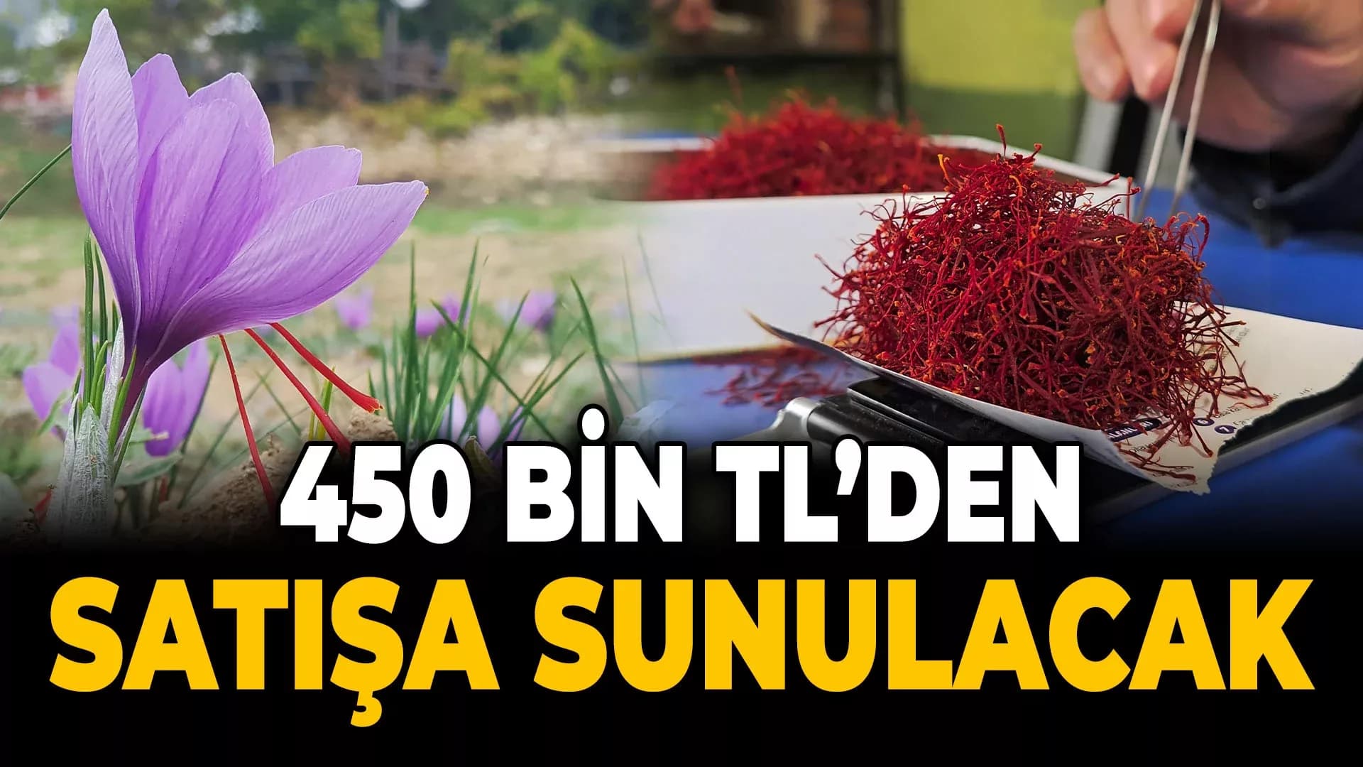 Hasadı Sona Eren Safran 450 Bin TL'den Satılacak
