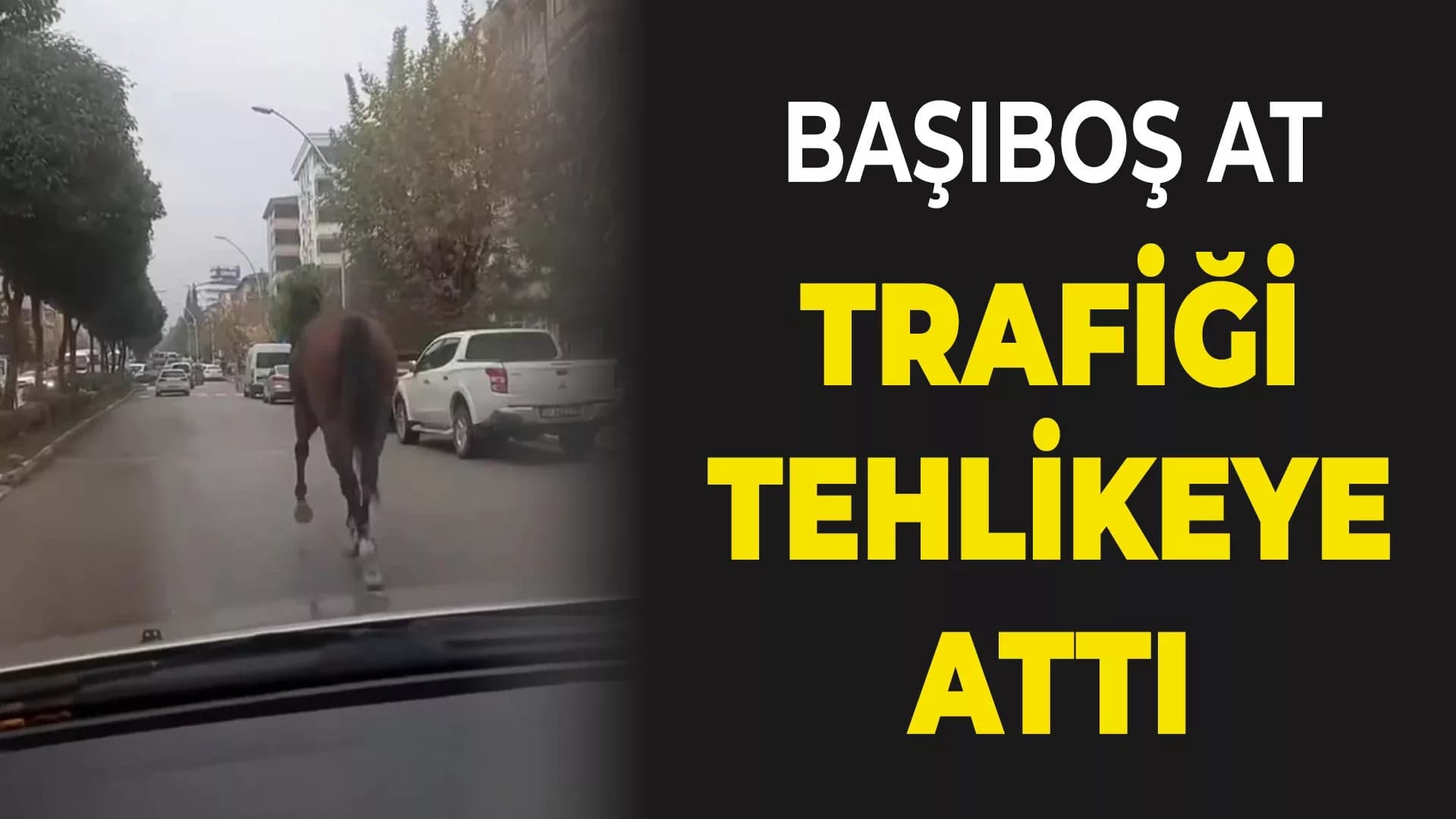 Yerinden çıkan mazgal ve başıboş at trafiği tehlikeye attı