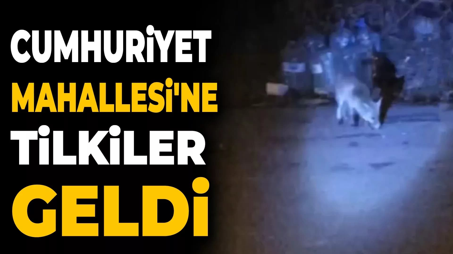 Cumhuriyet Mahallesi'ne Tilkiler Hücum Etti