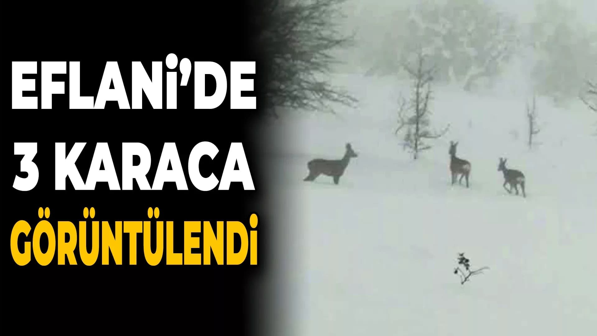 Karacalar Cep Telefonu Kamerasıyla Görüntülendi