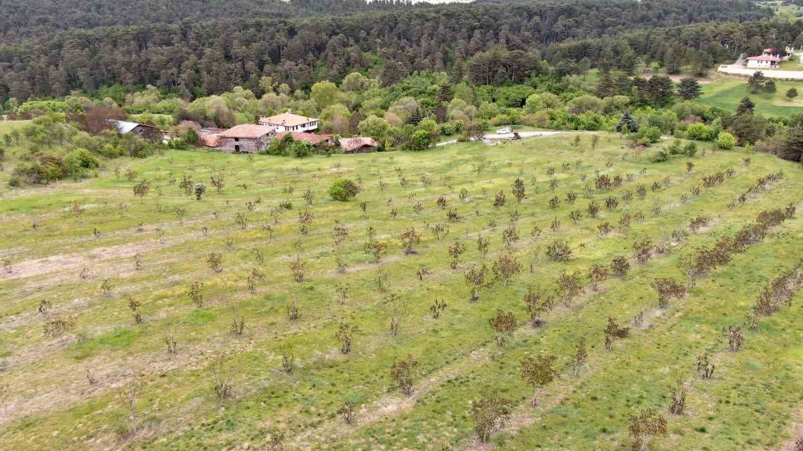 Kastamonu’da 5 bin 454 ton ceviz hasat edildi