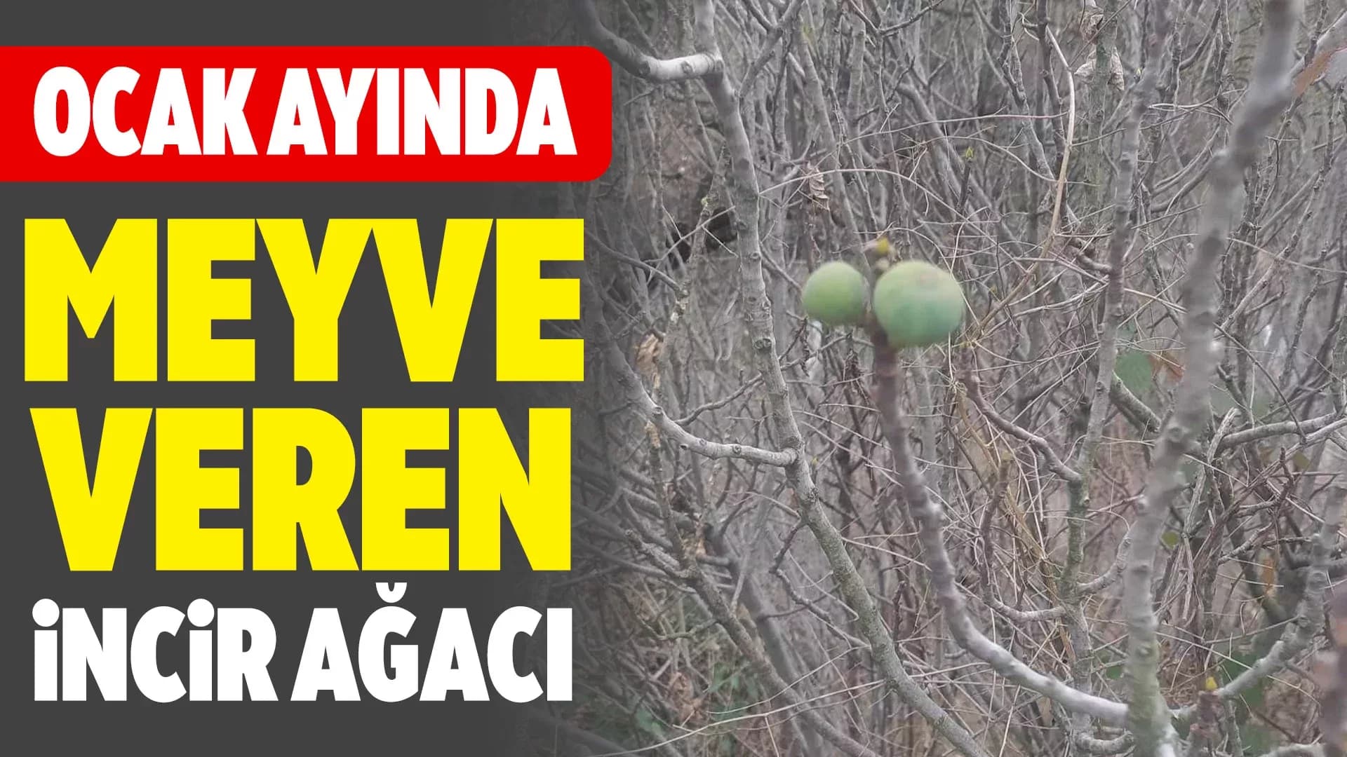 Safranbolu'da İncir Ağacı Kışın Meyve Verdi