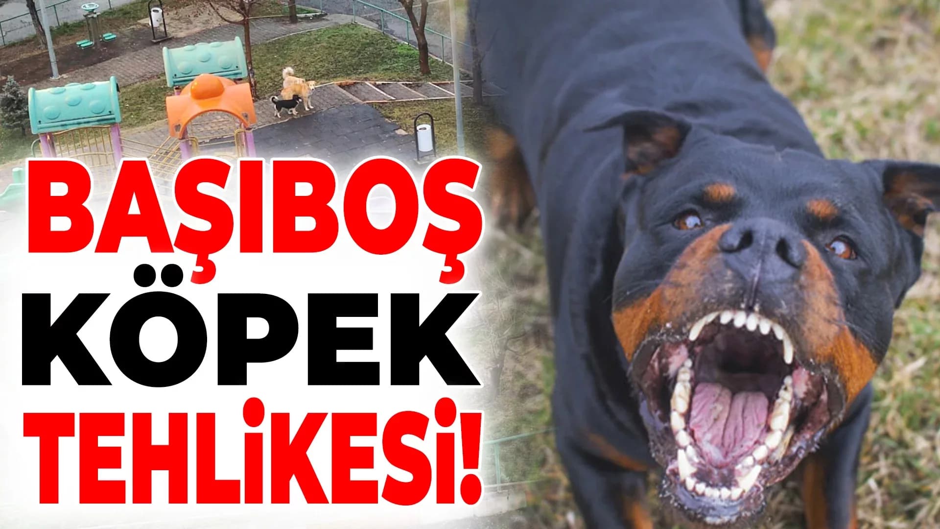 Karabük'te Başıboş Köpek Tehlikesi