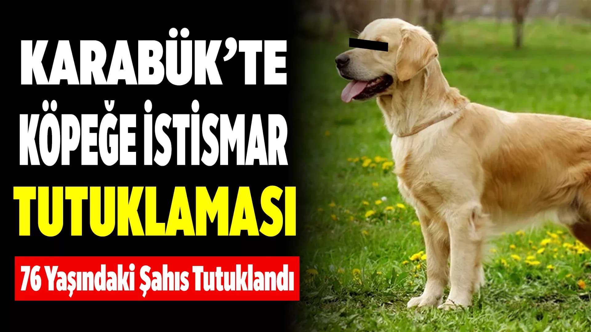 Karabük'te Köpeğe Cinsel İstismar İddiası: 76 Yaşındaki Şüpheli Tutuklandı