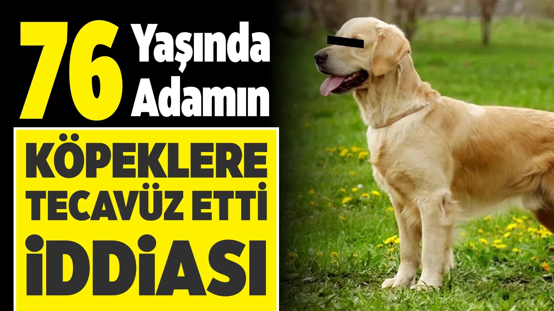 Karabük’te Hayvana Cinsel Saldırı İddiası: Soruşturma Başlatıldı