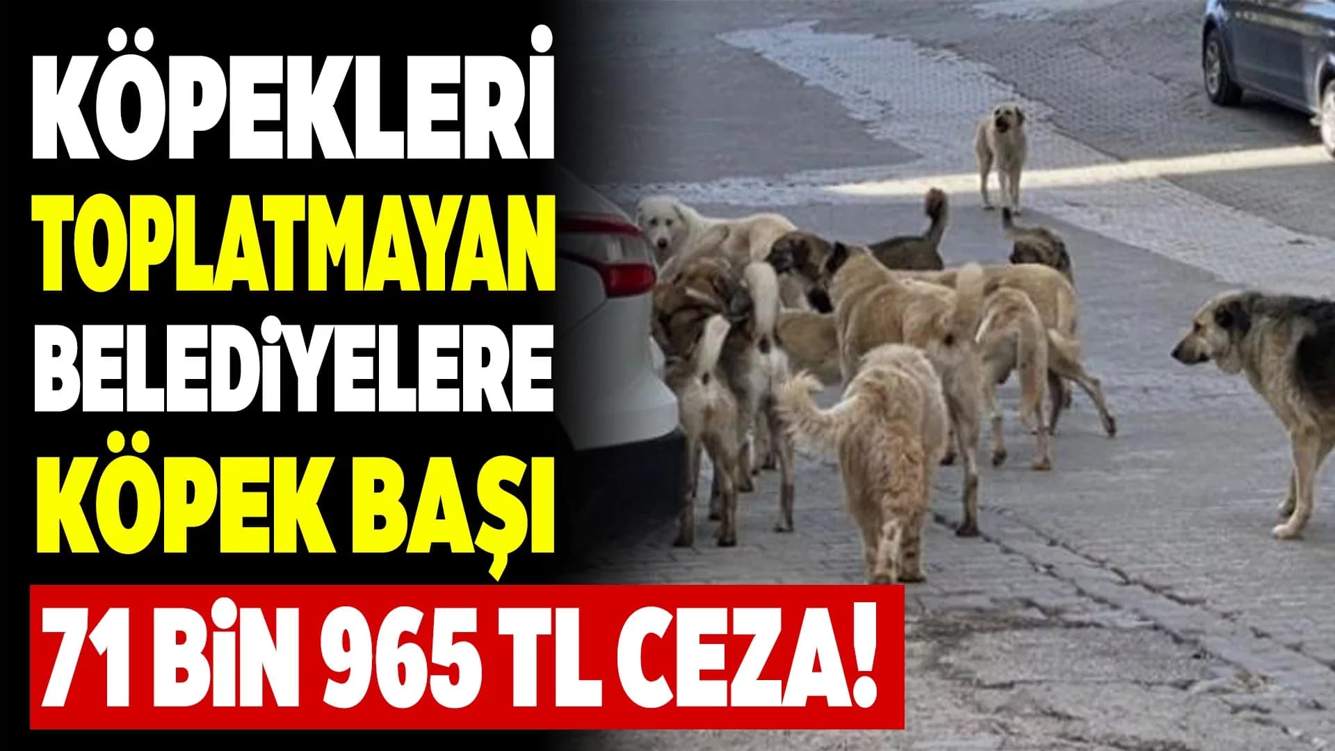 Sokak Köpeklerini Toplamayan Belediyeler Şimdi Yandı