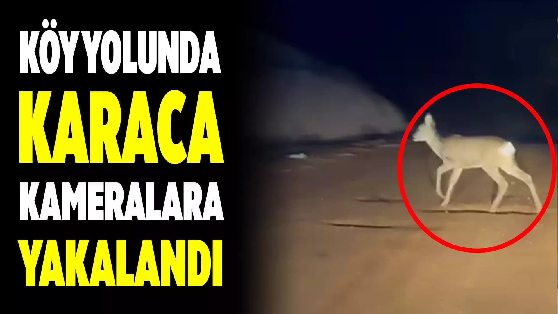 Safranbolu'da Köy Yolundaki Karaca Kamerada