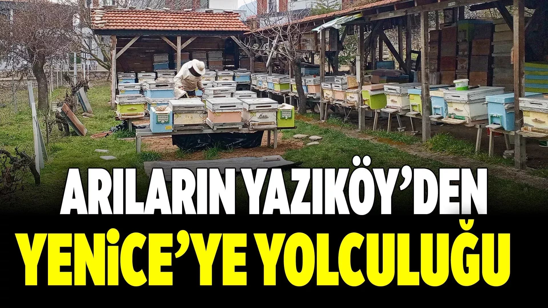 Arıların Yazıköy’den Yenice’ye Yolculuğu Başlayacak