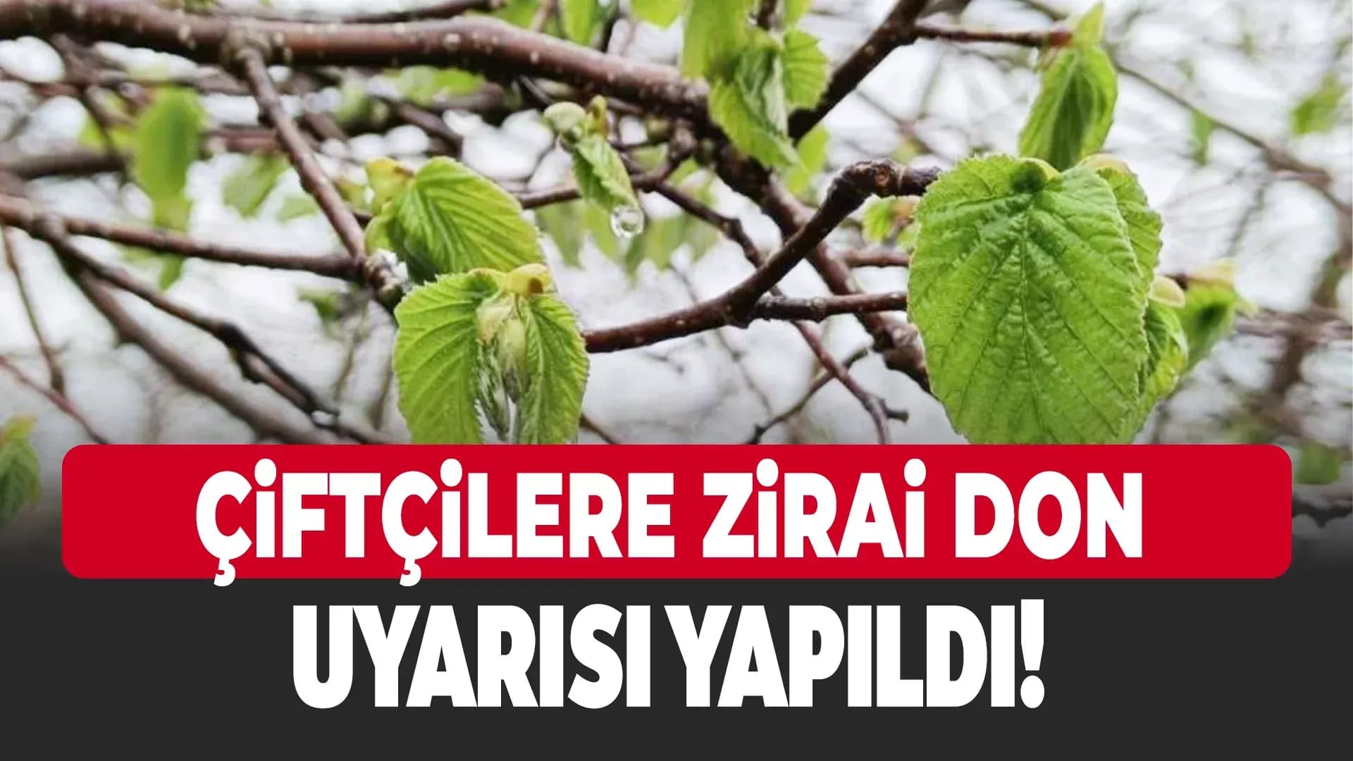 Karabük Dahil 6 İle Zirai Don Uyarısı Yapıldı