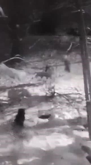 Kurtlara tek başına karşı koydu
