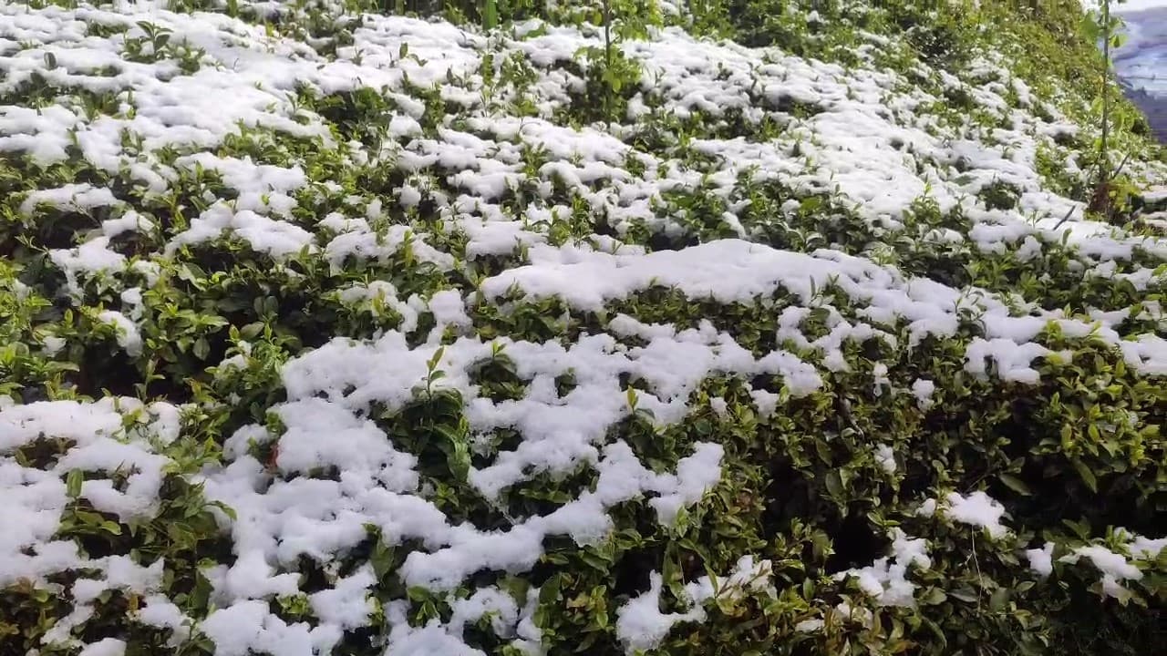 Zirai don çayı da vurdu