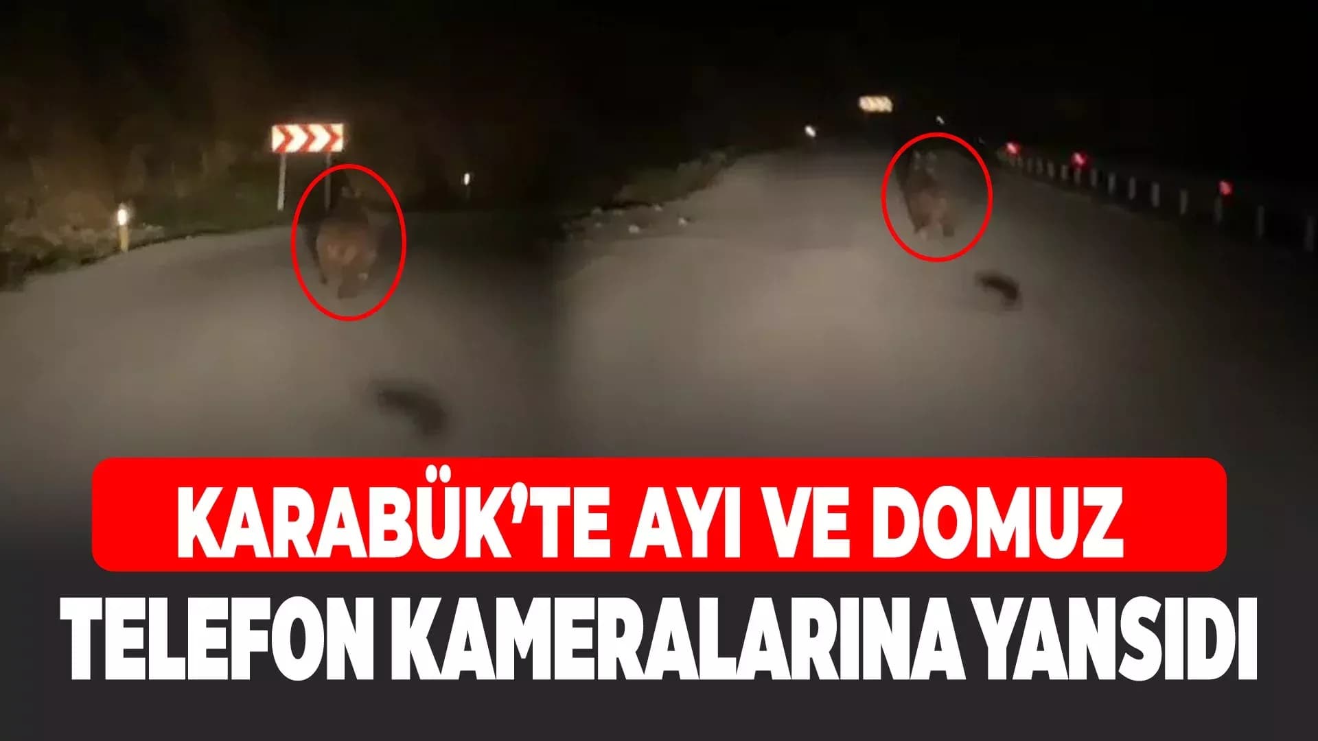 Karabük'te Yaban Domuzu ve Ayı Görüntülendi