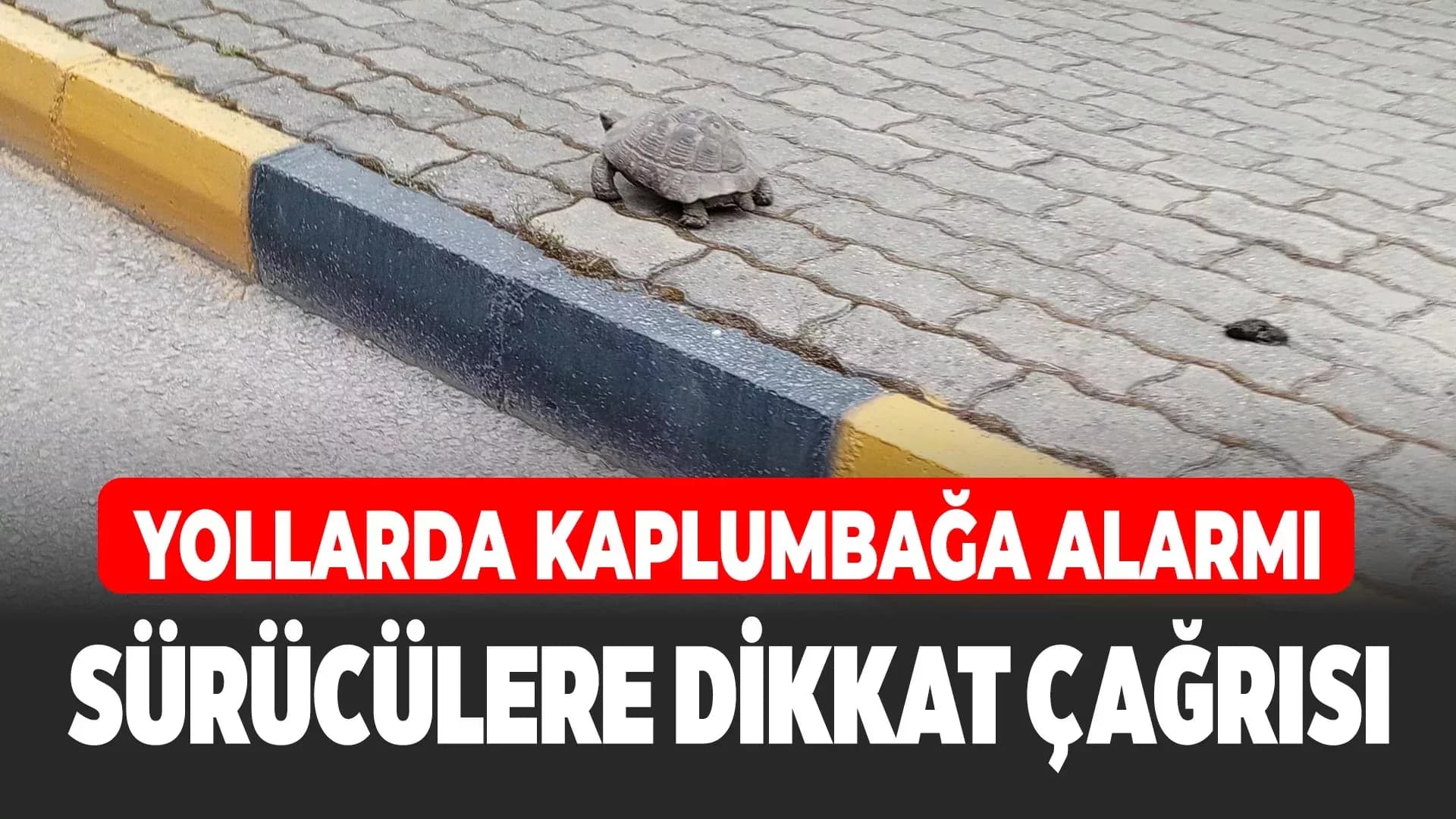 Kaplumbağalar Yollarda Hayatta Kalma Savaşı Veriyor