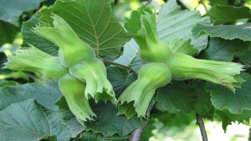 Düzce’de AB ülkelerine 11 bin 71 ton gönderildi
