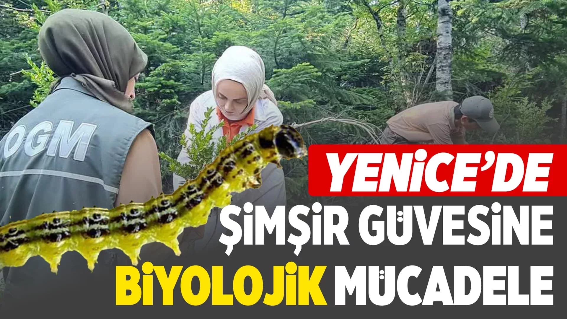 Yenice'de Şimşir Güvesine Karşı Biyolojik Mücadele Başladı