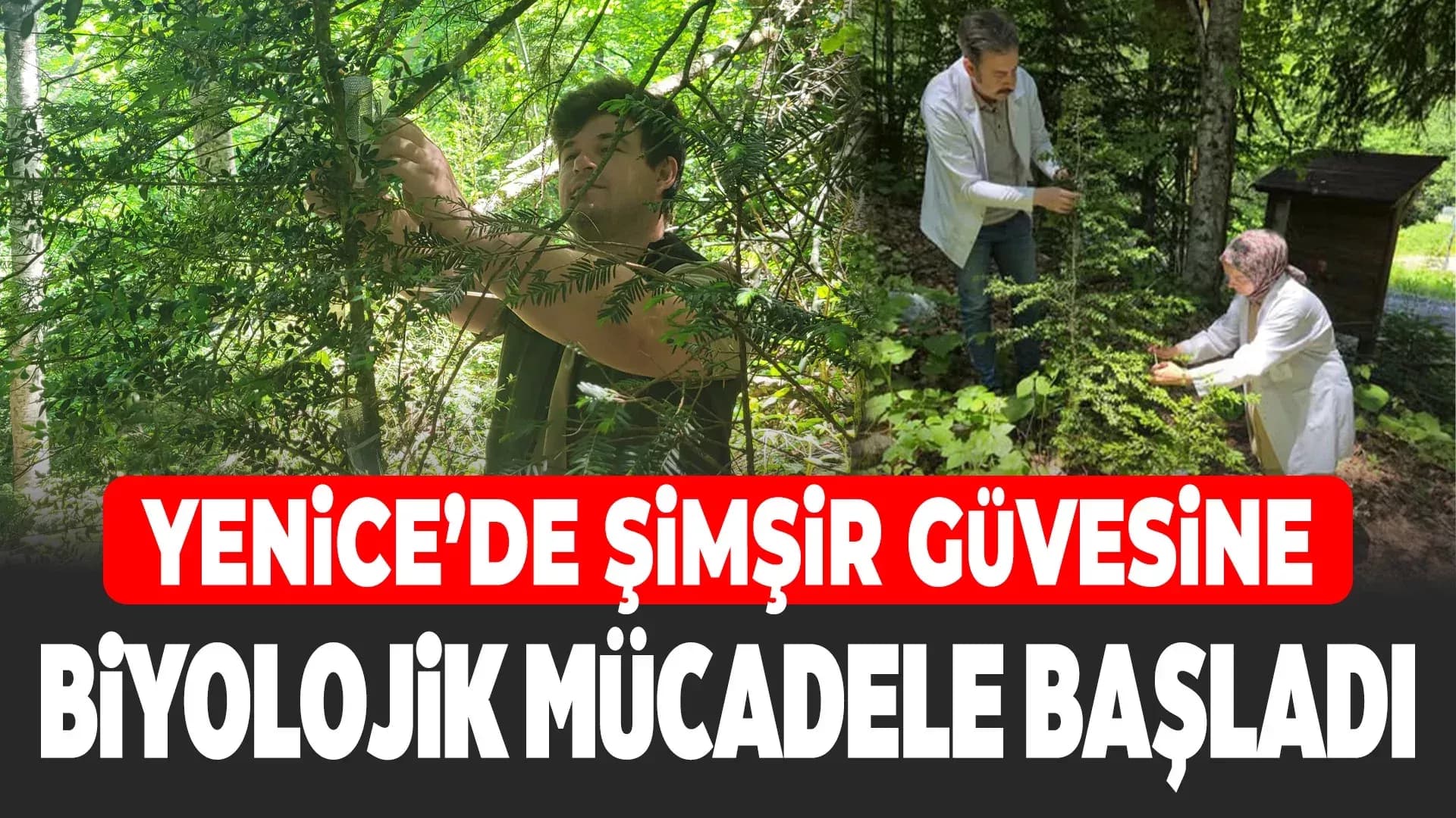 Yenice’de Şimşir Zararlısına Karşı Biyolojik Mücadele Başladı