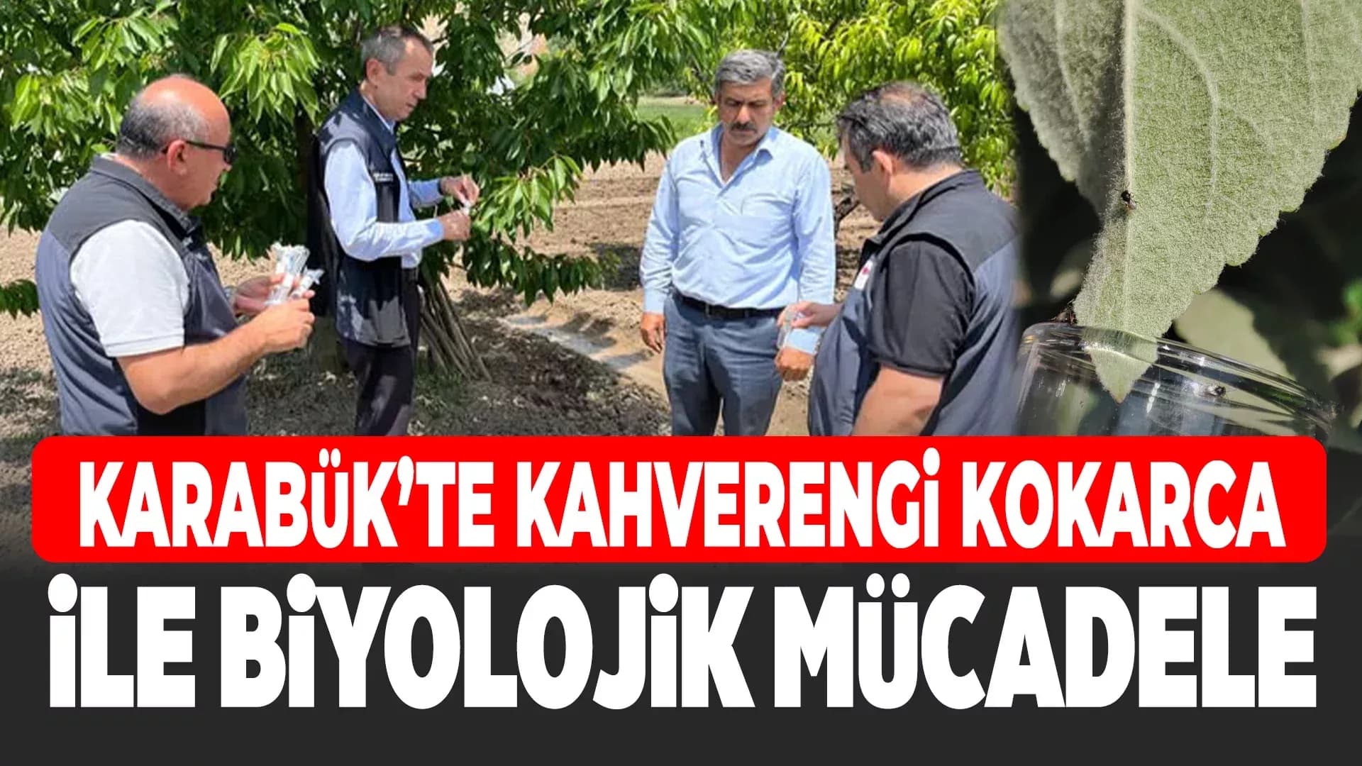 Karabük'te Kahverengi Kokarca ile Biyolojik Mücadele Başladı