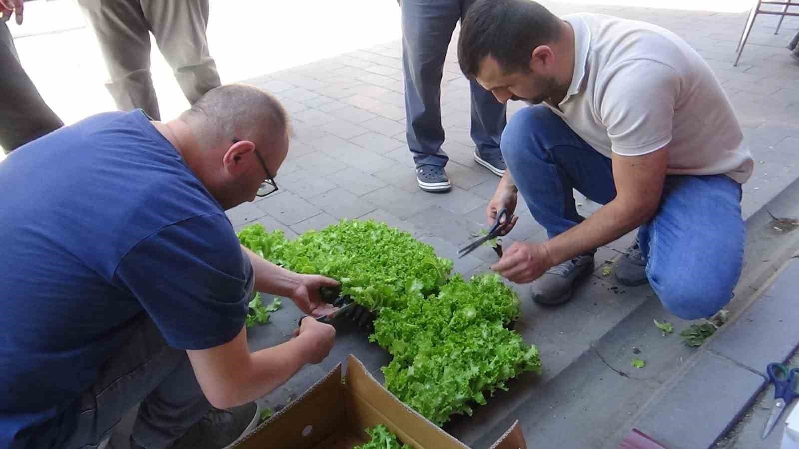 Çiftçilere 10 bin marul fidesi dağıtıldı