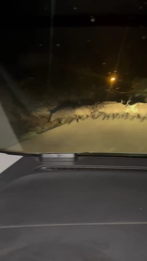 Karabük’te yola çıkan domuz sürüsü ve tilki kamerada