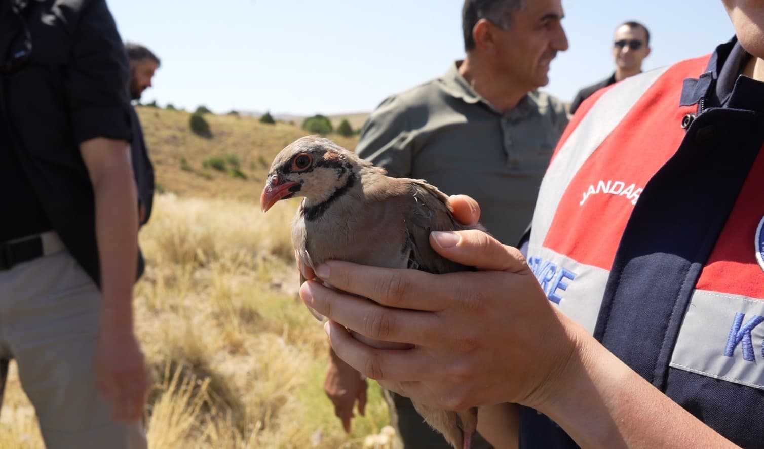 Gümüşhane’de keneyle mücadele için 400 keklik doğaya salındı