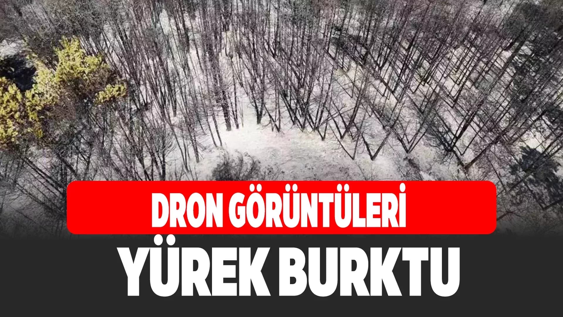 Karabük’te orman yangınının ardından yürek burkan manzara