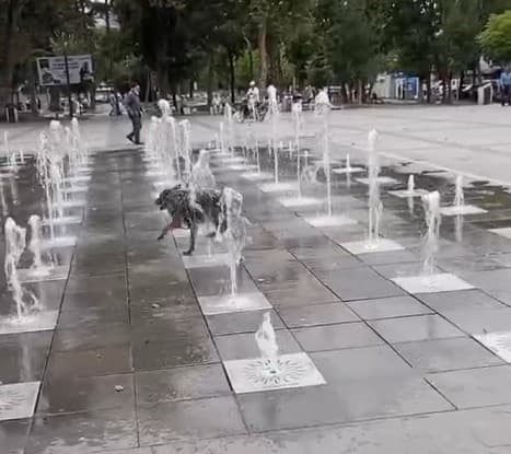 Tokat’ta sıcaklardan bunalan köpek süs fıskiyesinde serinledi