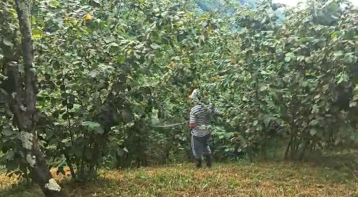 ‘Drakula’ bahçeleri kuruttu, 4 bin 100 dekar alandaki fındık ağaçları söküldü