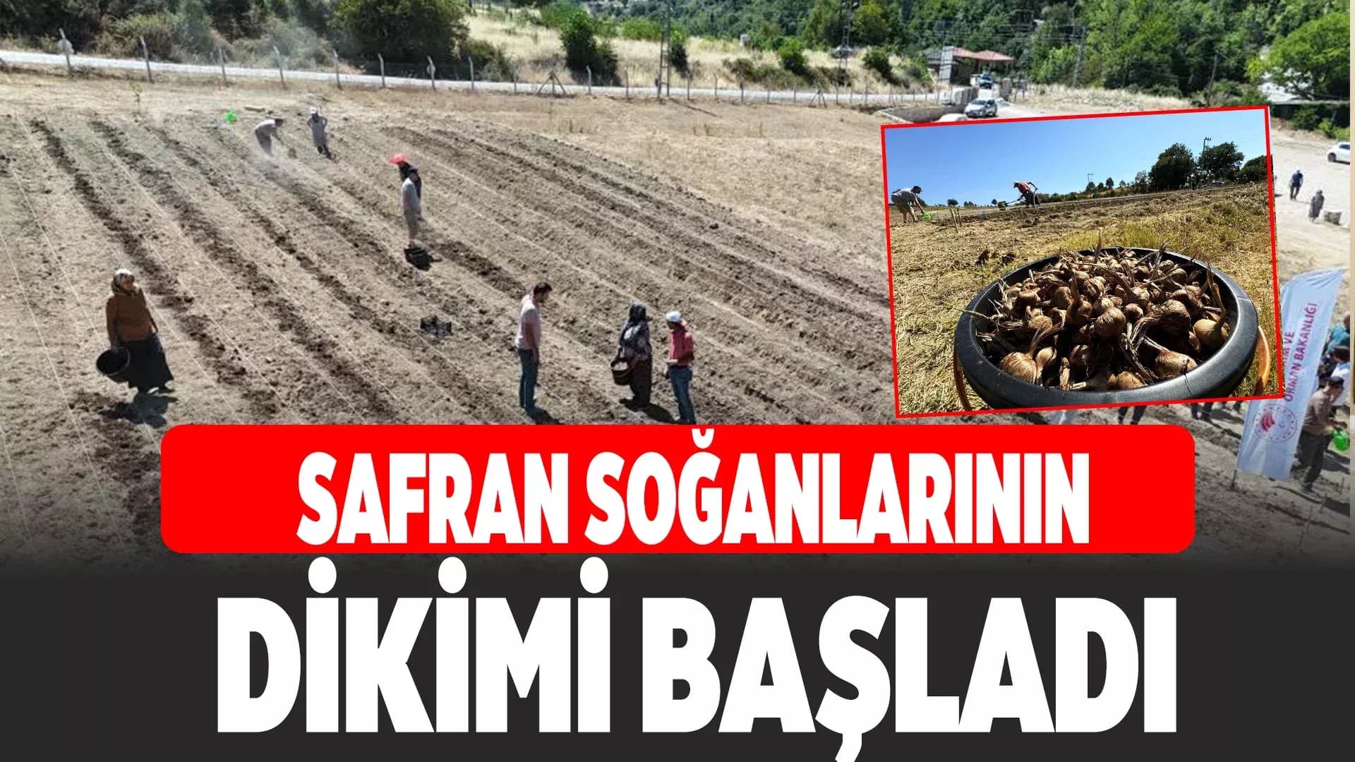 Dünyanın en pahallı baharatı Safran toprakla buluşuyor