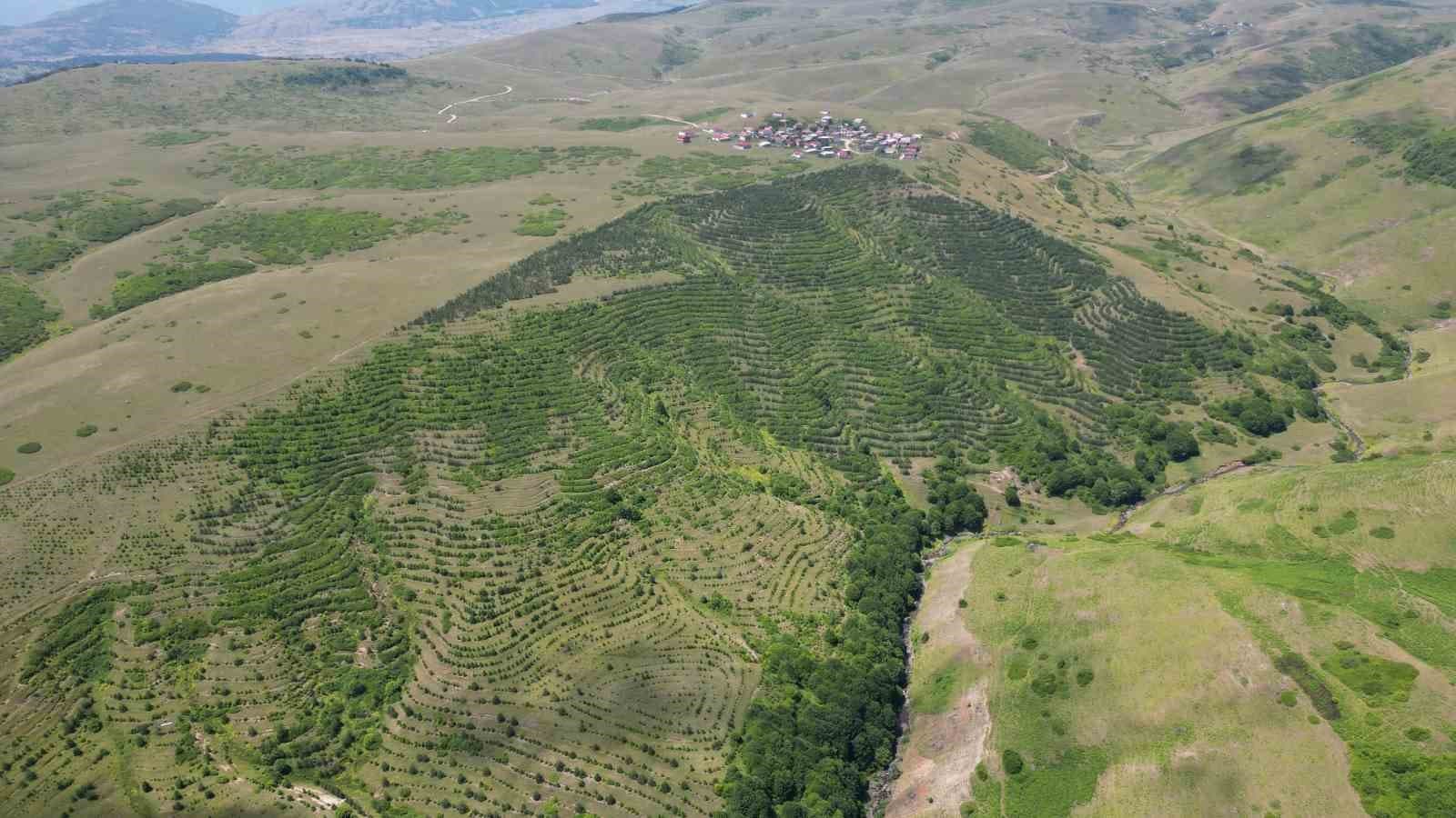Yayla sakinleri imece usulü çalışarak bozkırı ormana dönüştürdü