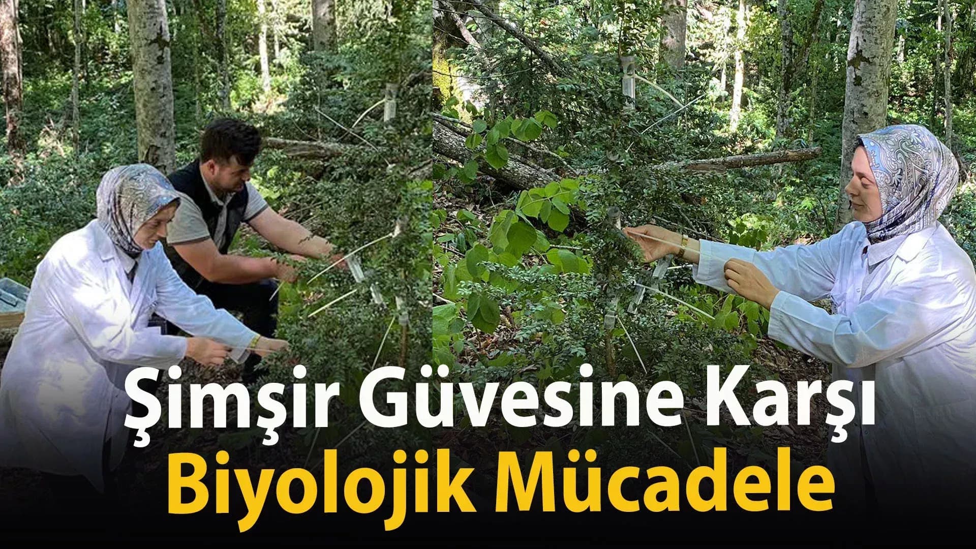 Şimşir Güvesine Karşı Biyolojik Mücadele
