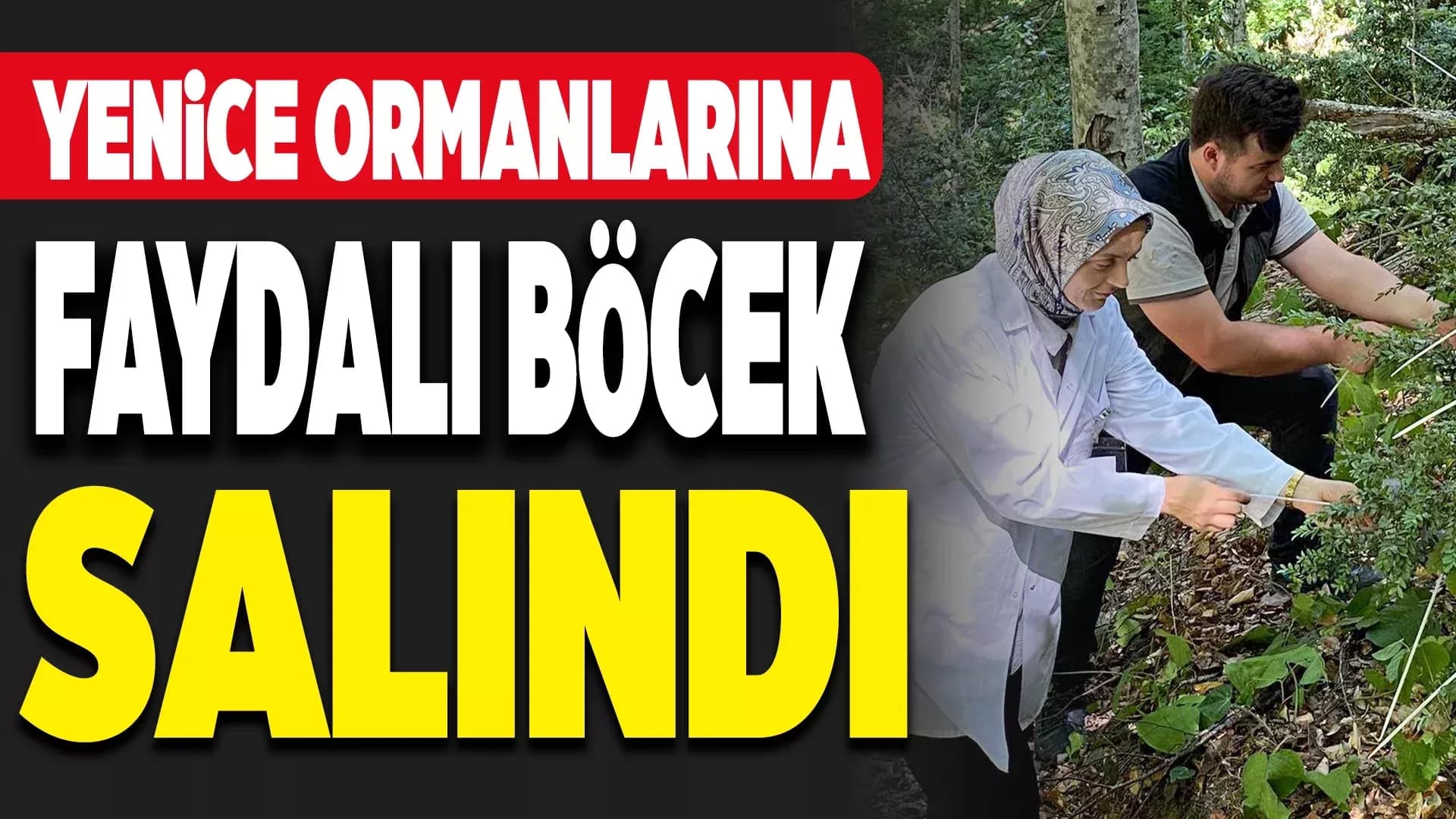 Şimşir Güvesine karşı biyolojik mücadele: 5 bin faydalı böcek salındı