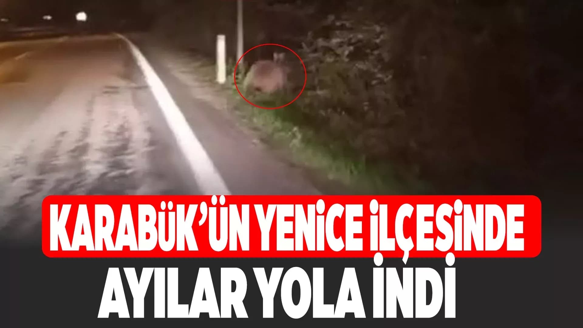 Aç kalan ayılar yollara düştü