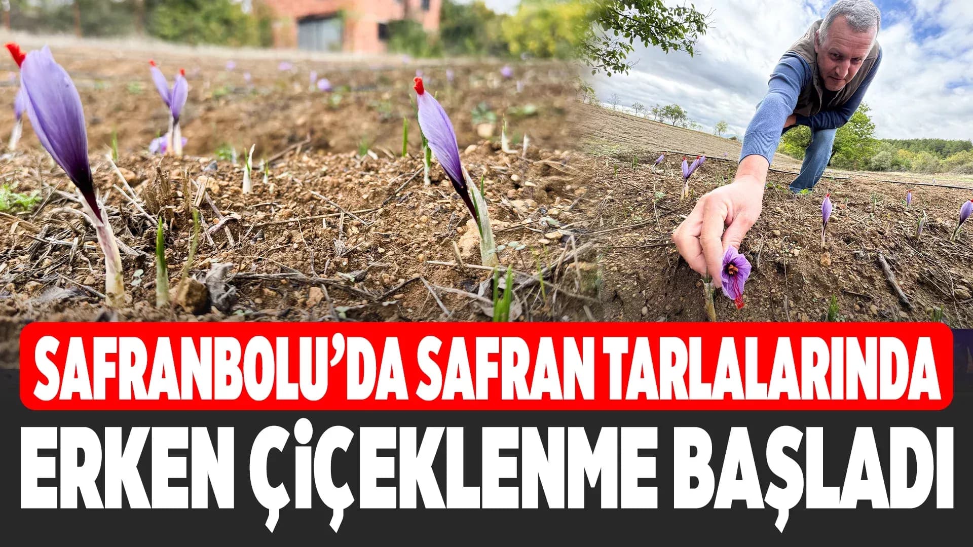 Soğuk hava dünyanın en pahalı baharatında erken çiçek açtırdı