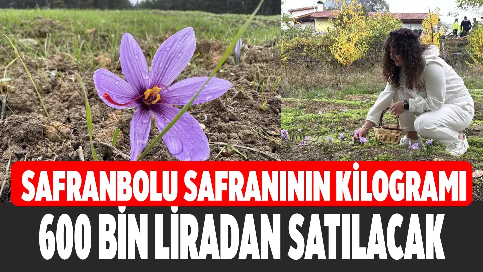 'Dünyanın en pahalı baharatı' safranın kilogramı 600 bin liradan satılacak