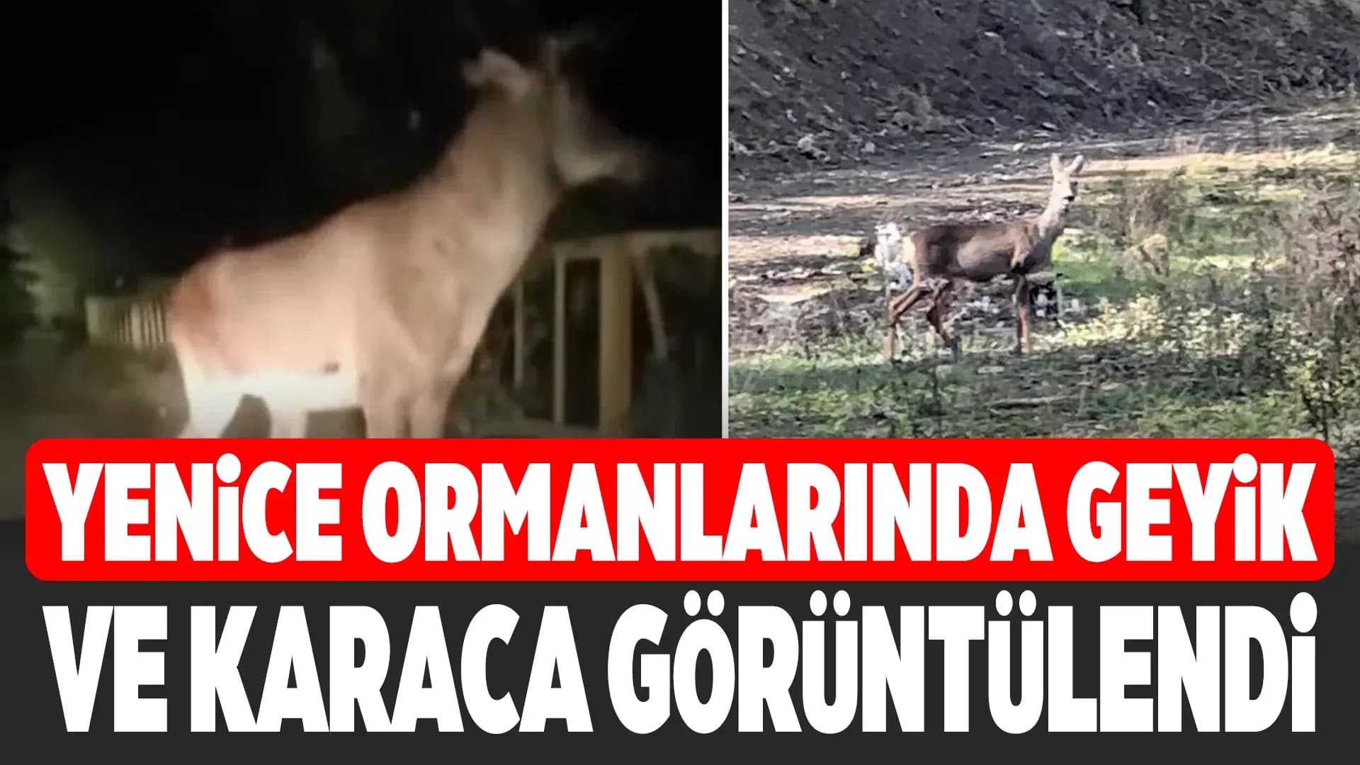 Karabük ormanlarında erkek geyik ve karaca görüntülendi