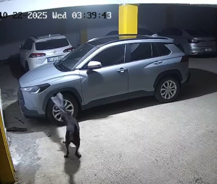 Gerçek güvenlik kamerası görüntülerini izleyince ortaya çıktı