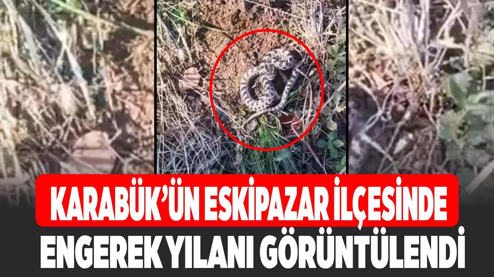 Mantar ararken dünyanın en zehirli yılanlarından engerekle karşılaştı