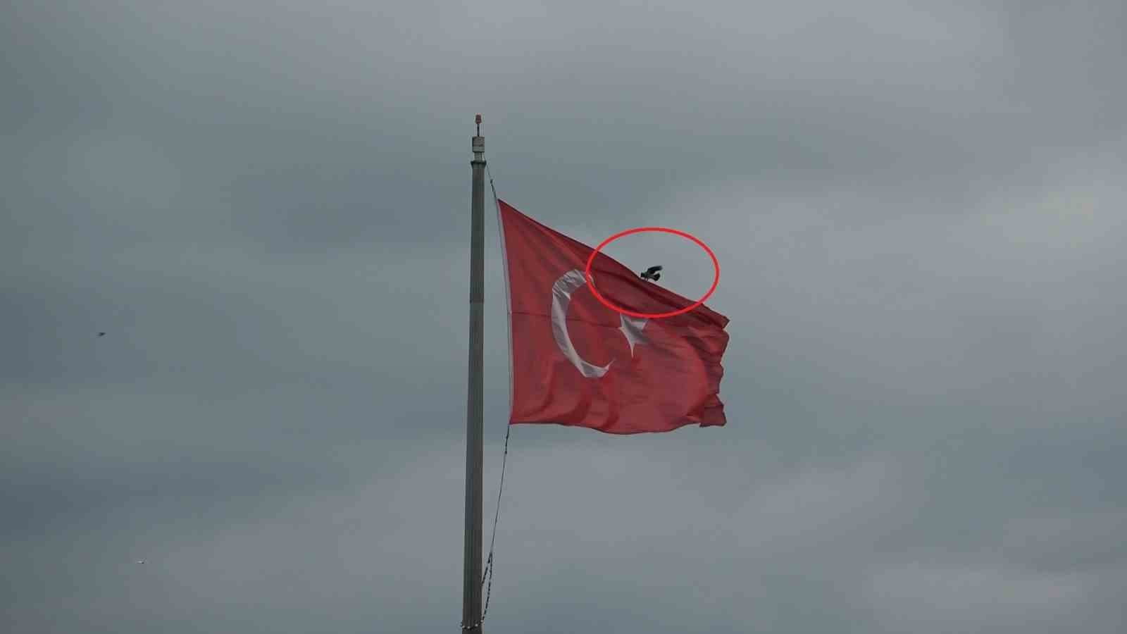 Karganın Türk bayrağı inadı