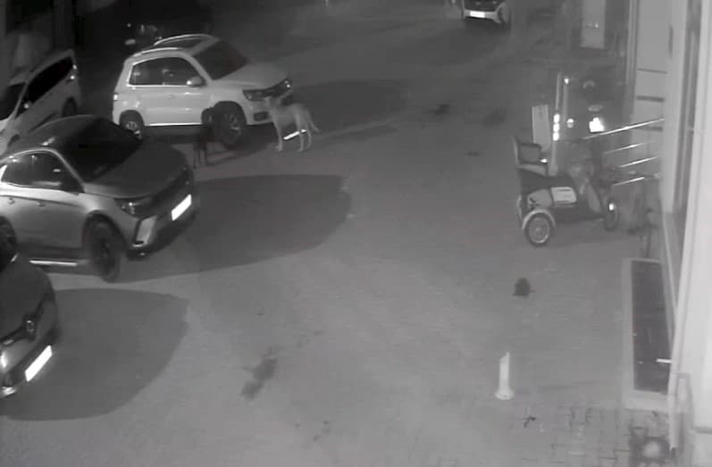 Sokak köpekleri park halindeki aracı parçaladı: O anlar kamerada