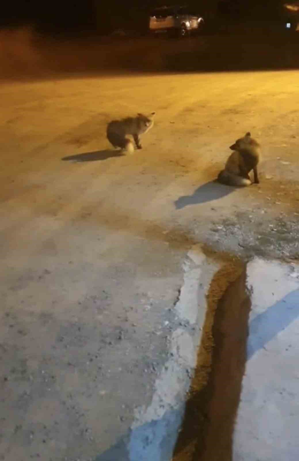 Tilkileri için yaylayı terk edip şehre gidemiyor