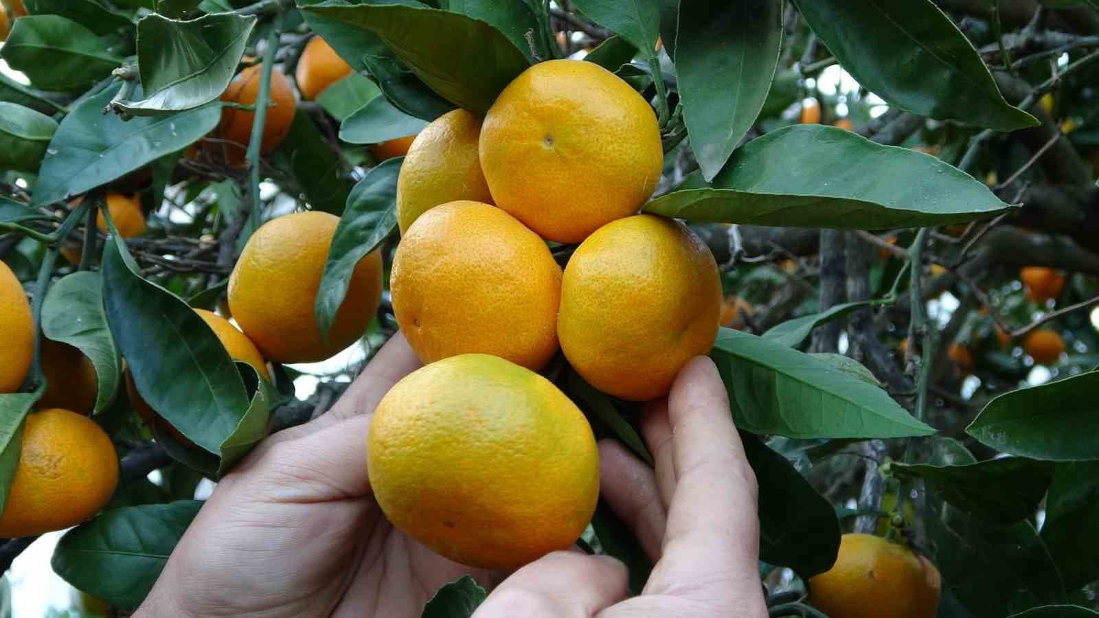 Ordu’da narenciye hasadı başladı