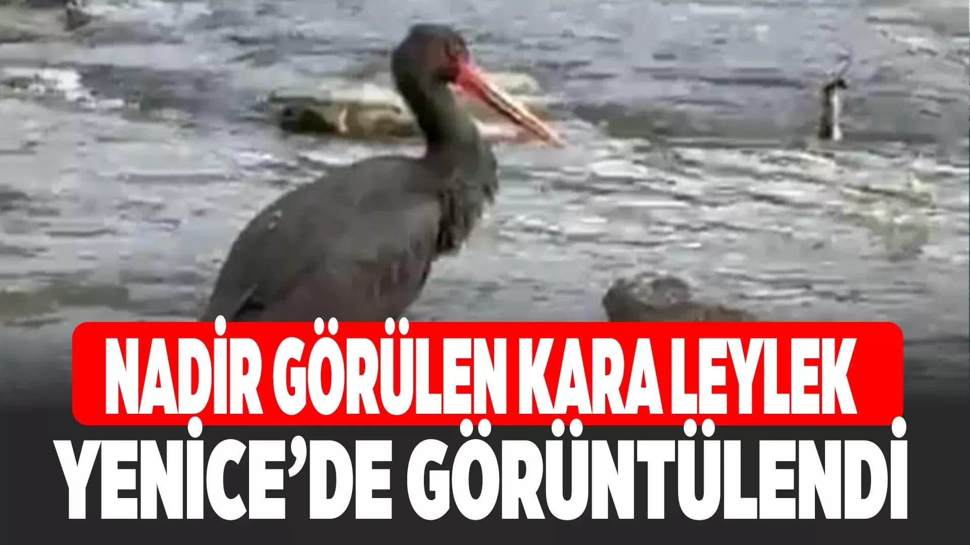 Türkiye'de nadir görülen kara leylek Karabük'te görüldü