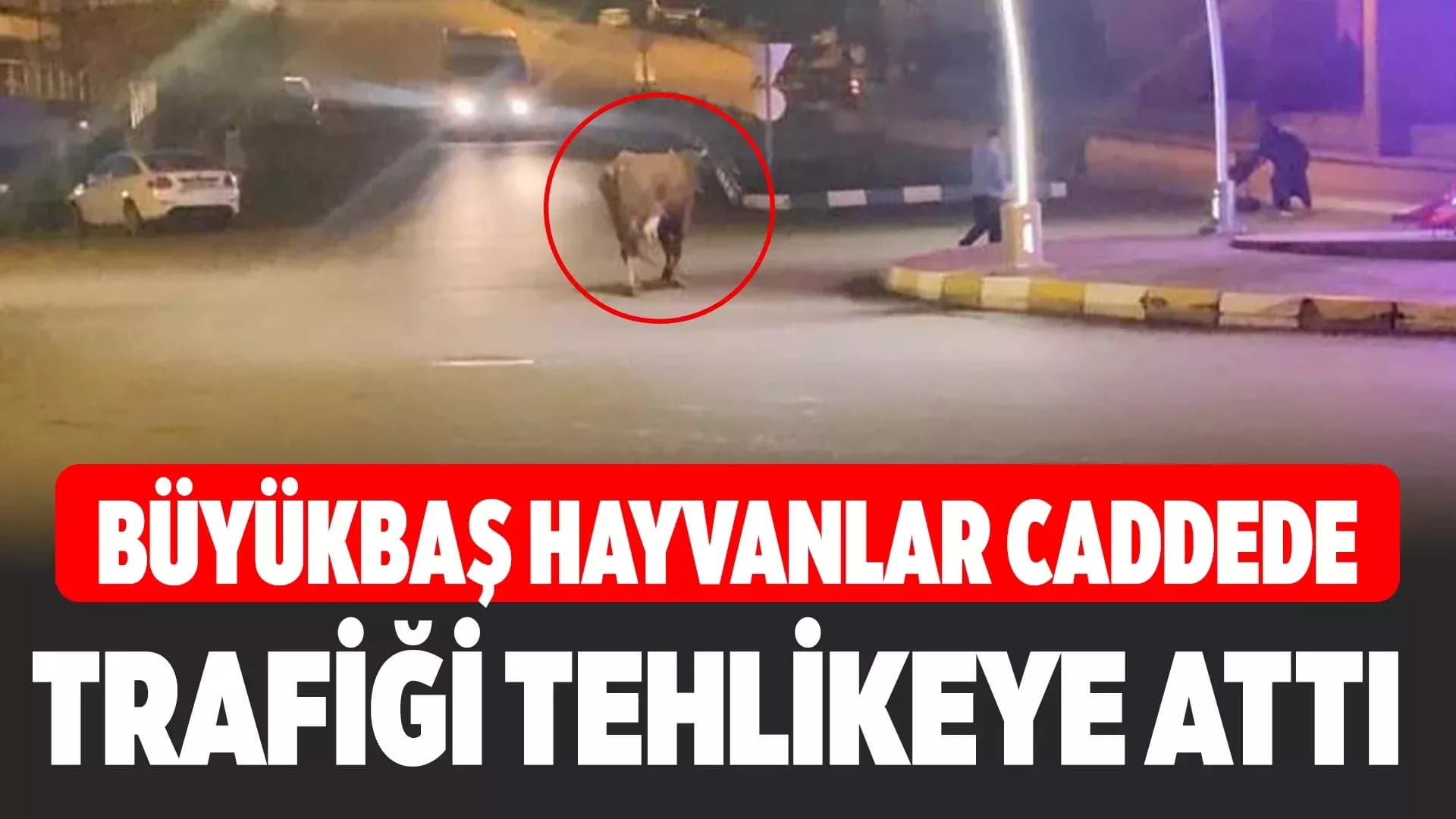 Karabük'te Caddede İlerleyen Büyükbaş Hayvanlar Kamerada