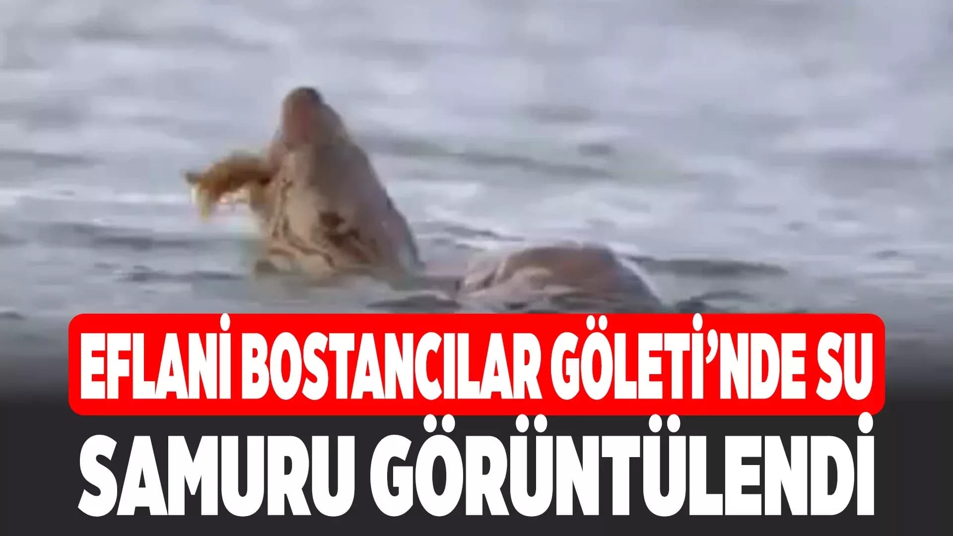Su samuru avını yerken görüntülendi