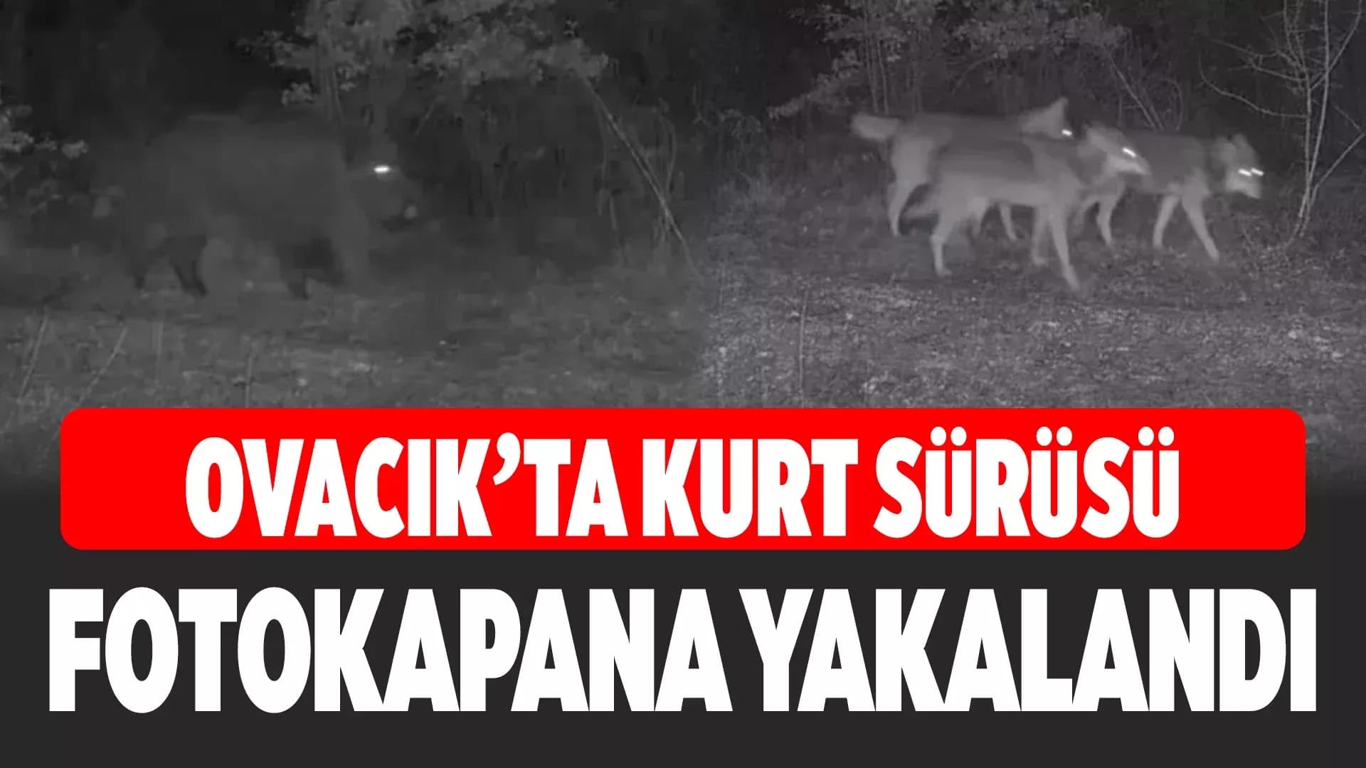 Ovacık'taki Yaban Hayatı Kamerada