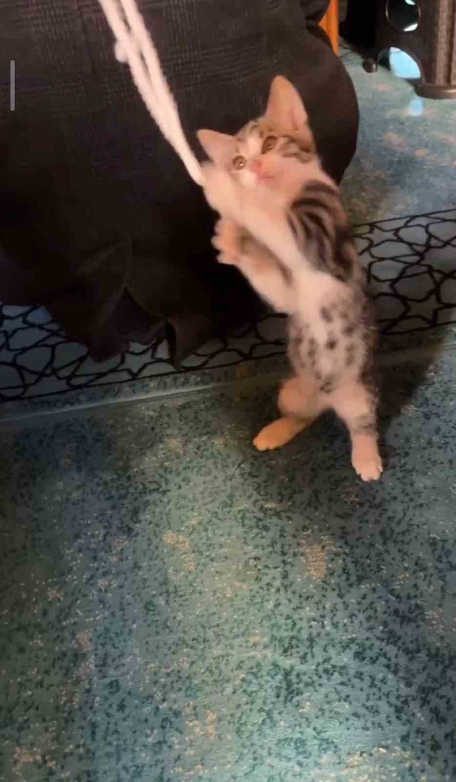 Yavru kedi camide vaaz sırasında cemaatle ve tespihle oynadı