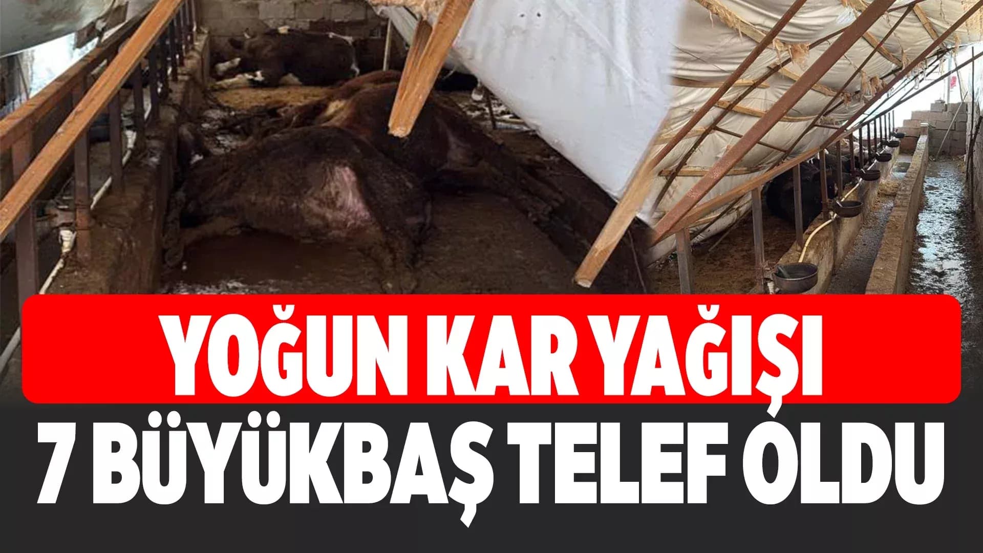 Karabük'te Ahır Çatısını Çöktü, 7 Büyükbaş Hayvan Telef Oldu