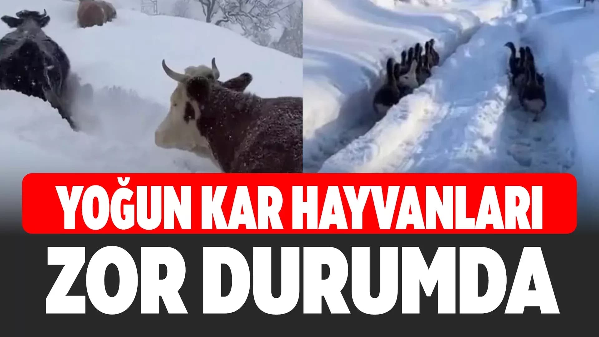 Eflani’de Karda Hayvanların Çilesi Yürekleri Isıttı