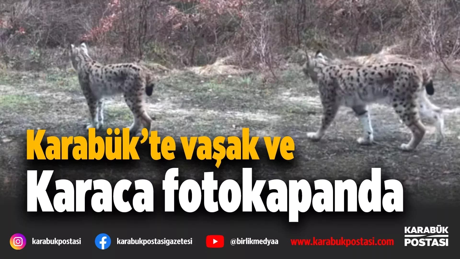 Vaşak ve karaca yavrusu fotokapanla görüntülendi